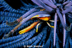 Squat Lobster in Feather Star by Brian Welman 